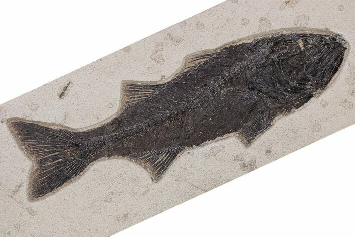 Stunning Fish Fossil (Mioplosus) - Large For Species #240212